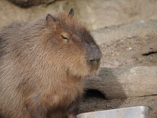 prairie dog eating