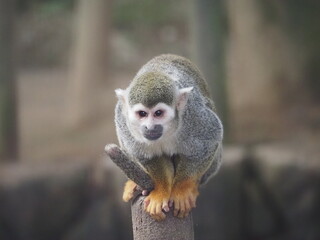 portrait of a squirrel