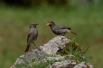 A female Black redstart with juvenile (Phoenicurus ochruros).
