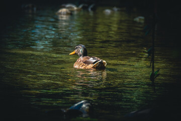 duck in the water
