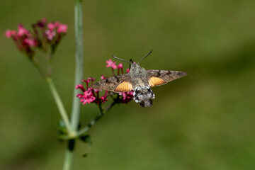 Hummingbird Hawk-moth - (Macroglossum stellatarum).
