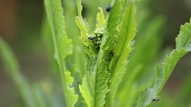 Cruciferous rapeseed fleas on a horseradish leaf