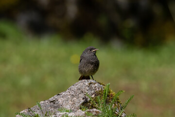 A Black redstart juvenile perched on a rock (Phoenicurus ochruros).
