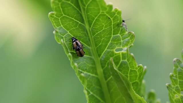 Cruciferous rapeseed fleas on a horseradish leaf