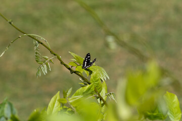 Southern white admiral butterfly on a leaf.