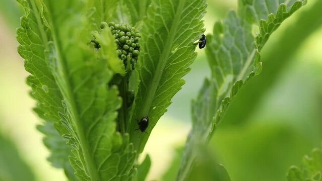 Cruciferous rapeseed fleas on a horseradish leaf