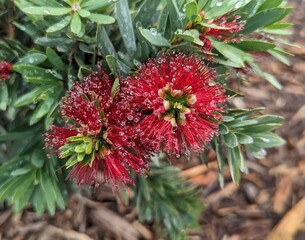 pohutukawa, aka New Zealand's Christmas tree from Maori mythology, pōhutukawa, myrtle family plants
