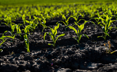 Maize growing on agricultural field. Corn field with young plants on fertile soil. The concept of agriculture, healthy eating, organic food.