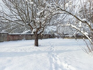 trees in the snow