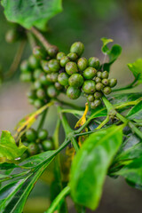 wild coffee leaves and green berries in bali