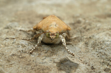 Frontal closeup on the Broad-bordered Yellow underwing owlet moth, Noctua fimbriatasitting on a stone