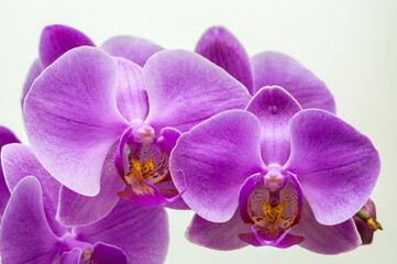 purple orchid, flowers on a branch on a light background close-up, phalaenopsis orchid, flower in full bloom