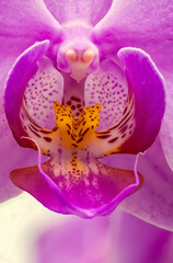 purple orchid, inside of a flower close-up, macro with great depth of field