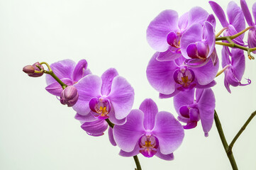 Fototapeta na wymiar purple orchid, flowers on a branch on a light background close-up, phalaenopsis orchid, flower in full bloom