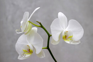 white orchid, flowers on a branch on a gray marbled blurred background in close-up