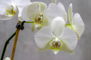 Fototapeta na wymiar white orchid, flowers on a branch on a gray marbled blurred background in close-up