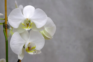 Naklejka na ściany i meble white orchid, flowers on a branch on a gray marbled blurred background in close-up