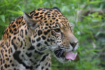 Fototapeta na wymiar Tiger mit ausgestreckter Zunge 