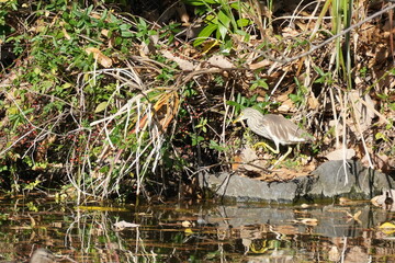 chinese pond heron in a pond