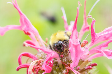Confusing bumble bee, Bombur perplexus, on bee balm