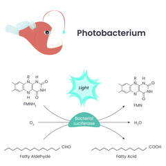 Photobacterium chemical reaction scientific vector illustration infographic