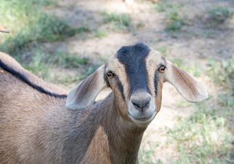 Brown and White Nubian Goat looking at the camera