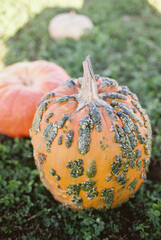 pumpkin on the grass