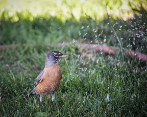 American Robin sitting on the grass under a sprinkler