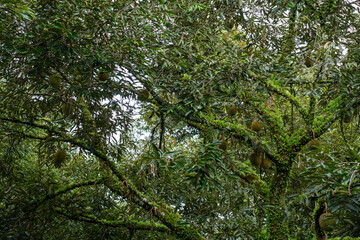 Durian Tree