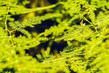 macro textured background of green vegetation in summer time