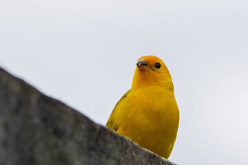 Saffron Finch