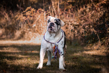 College Station, Texas, United States - A dog posing for the camera in a forest of trees.