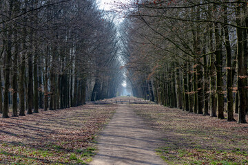 Nature path through the trees along the side in winter, The Pieterpad is a long distance walking...