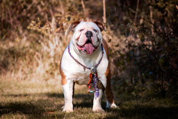 College Station, Texas, United States - A dog posing for the camera in a forest of trees.