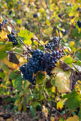 Autumn view on colorful grand cru Champagne vineyards near Moulin de Verzenay, pinot noir grape plants after harvest in Montagne de Reims near Verzenay, Champagne, wine making in France