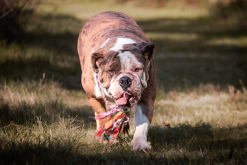 College Station, Texas, United States - A dog posing for the camera in a forest of trees.