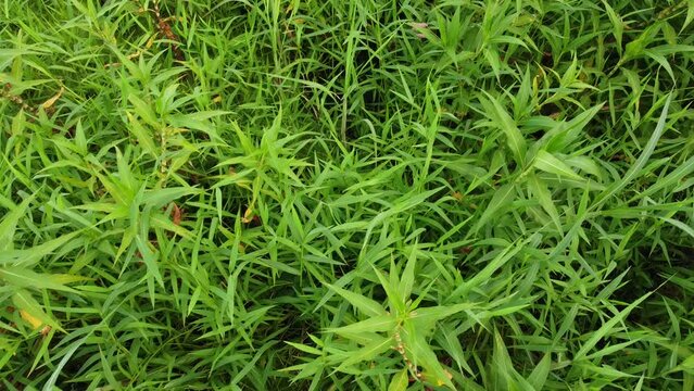 video drone sobre brejo plantas aquaticas 