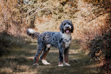 College Station, Texas, United States - A dog posing for the camera in a forest of trees.