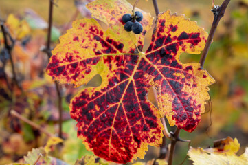 Colorful leaves of pinot meunier grapes at autuimn on champagne vineyards in village Hautvillers near Epernay, Champange, France