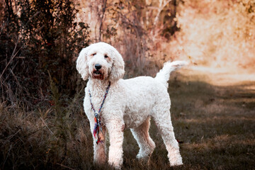 College Station, Texas, United States - A dog posing for the camera in a forest of trees.