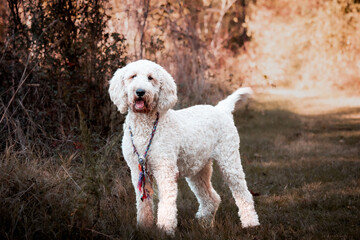 College Station, Texas, United States - A dog posing for the camera in a forest of trees.