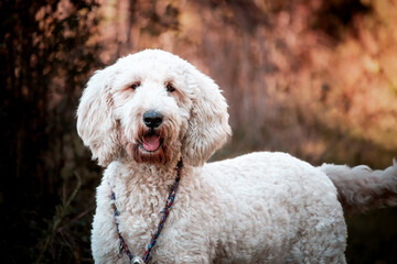 College Station, Texas, United States - A dog posing for the camera in a forest of trees.