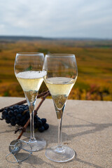 Tasting of white brut champagne wine outdoor with view on colorful autumn pinot noir grand cru vineyards of famous champagne houses in Montagne de Reims near Verzenay, Champagne, France