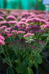 Obraz premium Winter blossoming garden plant, pink flowers of sedum ornamental plant