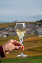 Tasting of white brut champagne wine outdoor with view on colorful autumn pinot noir grand cru vineyards of famous champagne houses in Montagne de Reims near Verzenay, Champagne, France