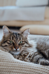 Large groomed fluffy domestic cat lies nap on pillow in cozy interior at home.
