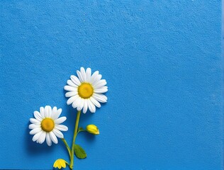daisies on blue background