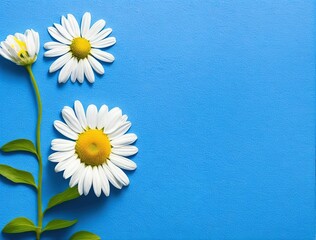 daisies on blue background
