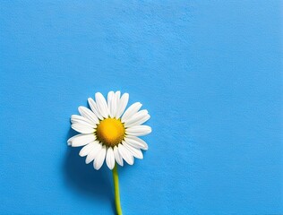 Fototapeta na wymiar daisies on blue background