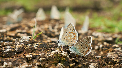 Bläulinge, Lycaenidae, Baden-Württemberg, Deutschland